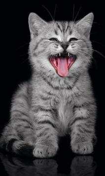 Funny kitty pet screenshot 5