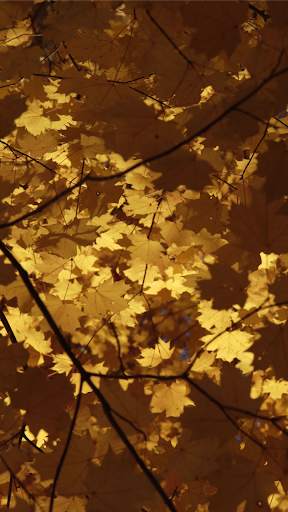 Autumn Video Wallpapers screenshot 7