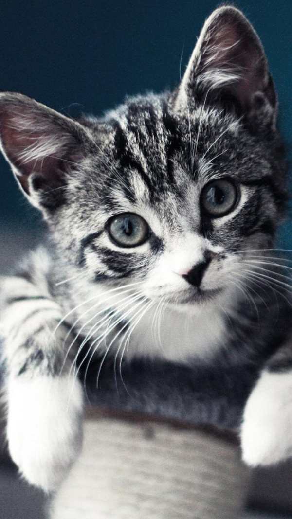 Cute Live Wallpapers ? Adorable Backgrounds screenshot 3