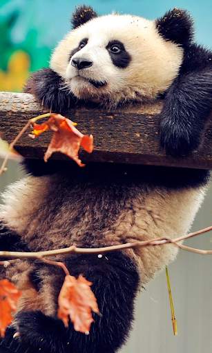 Autumn Live Wallpaper (backgrounds & themes) screenshot 2