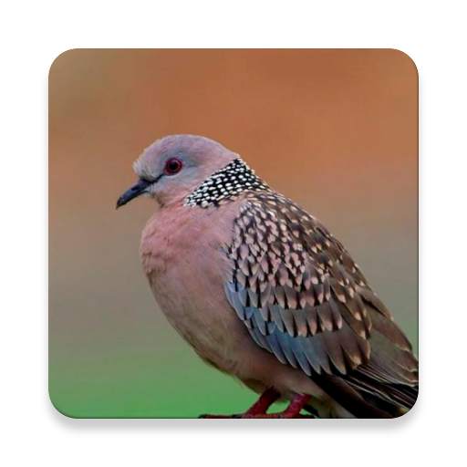 Spotted Dove Bird Sounds ~ Scl 1.0.2