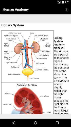 Human Anatomy screenshot 4