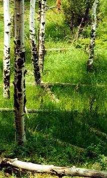 Birch wallpapers screenshot 4