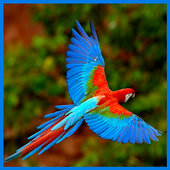 HD Bird Sounds icon