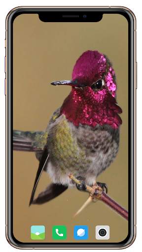 Bird HD Wallpaper screenshot 9