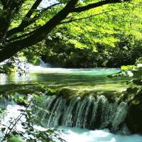 Forest River Live Wallpaper on 9Apps