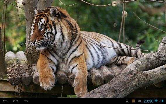 Tiger Live Wallpaper screenshot 3