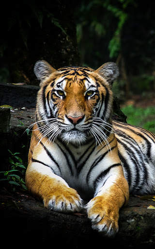 Tiger Wallpapers | hd backgrounds screenshot 11