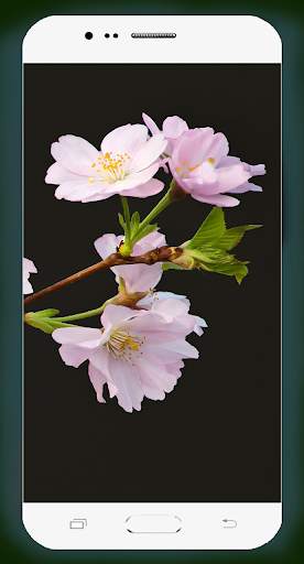 Sakura Wallpaper HD screenshot 14