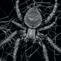 Spider Wallpapers on 9Apps