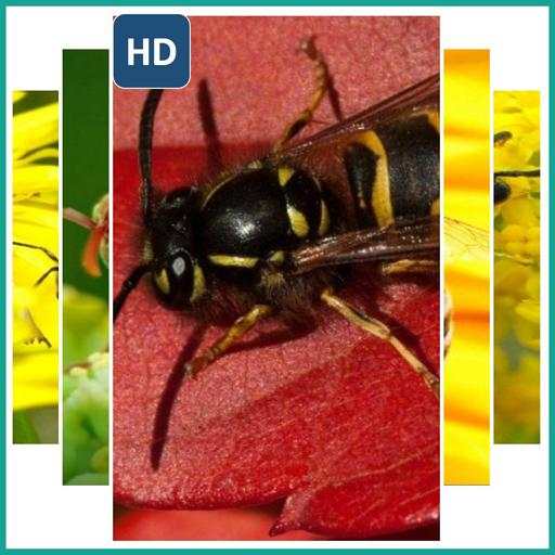 Wallpaper Insect Hornet screenshot 1