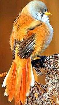 Beautiful Birds Wallpapers HD screenshot 12