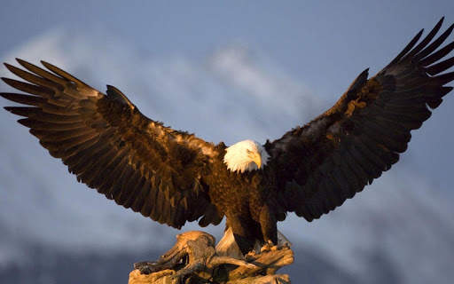 Eagle HD Wallpaper screenshot 5