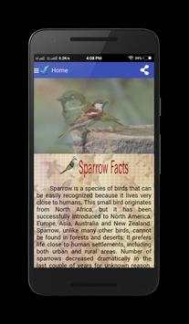 Sparrow Birds स्क्रीनशॉट 5