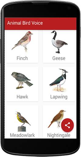 Animal Bird Voice screenshot 4