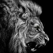 The king of beasts 1.0