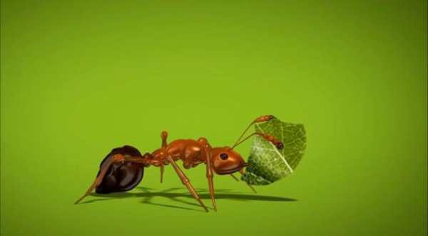 Ant Live Wallpaper screenshot 4