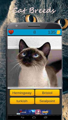 Cat Breeds: Cat Games screenshot 2