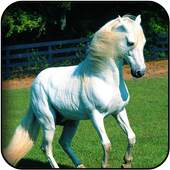 Horse 3D wallpapers 26