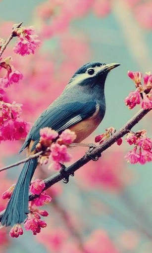 Birds Wallpapers स्क्रीनशॉट 7