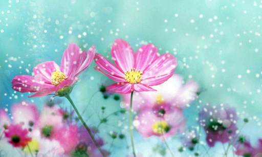 Flower Wallpaper HD screenshot 7