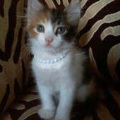 Talking Cat 3  -  Amazing أيقونة