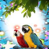 Macaw Birds Photo Frames on 9Apps