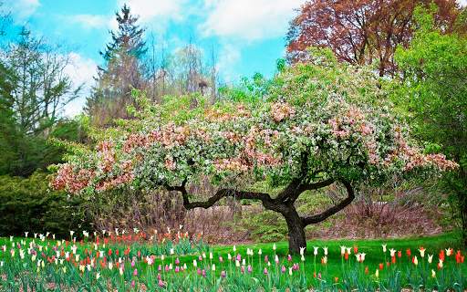 Spring Wallpapers HD (backgrounds & themes) screenshot 8