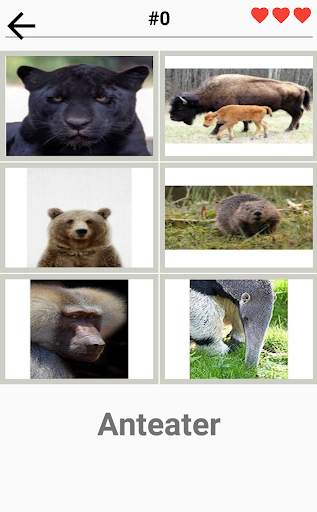 Animal Quiz-World of Mammals Reptiles Birds more. screenshot 5