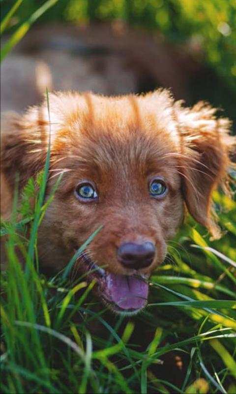 Puppy Songs live wallpaper 2 تصوير الشاشة
