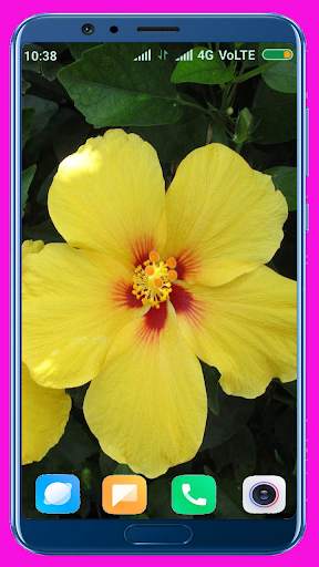 Hibiscus Flower Wallpaper Best 4K screenshot 4
