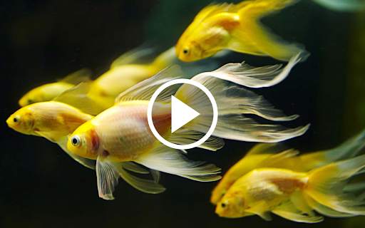 Fish Video Live Wallpaper screenshot 1