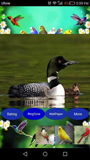Sweet Bird Sounds Real screenshot 1