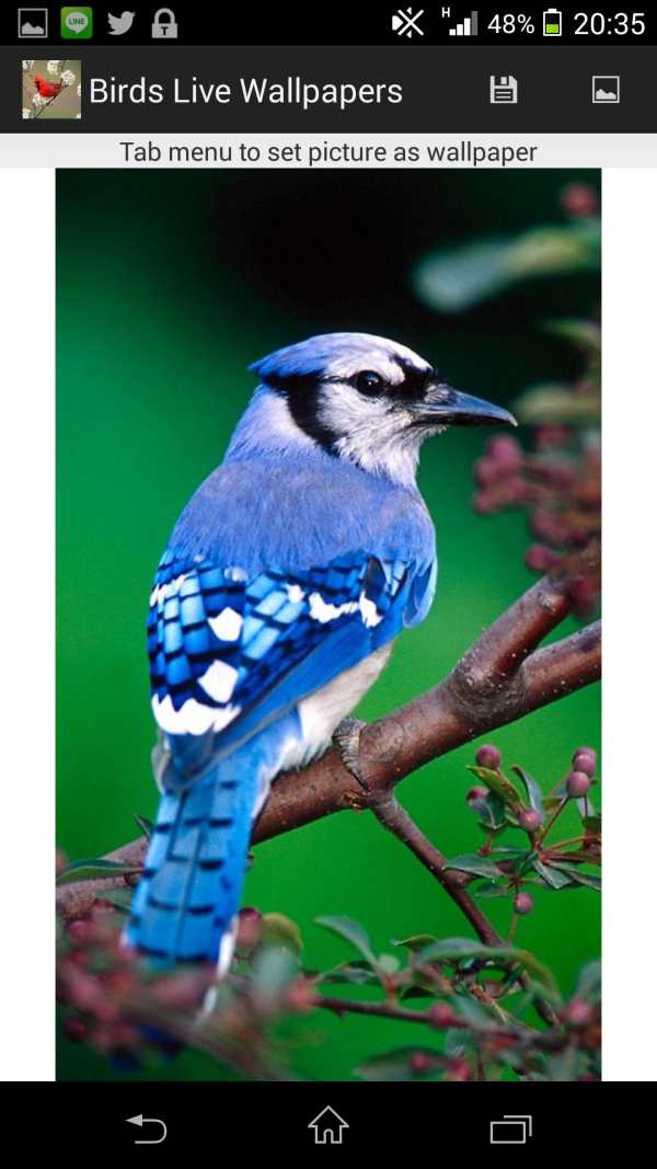 Birds Live Wallpapers screenshot 2