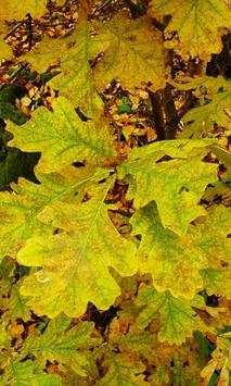 Foliage wallpapers screenshot 4