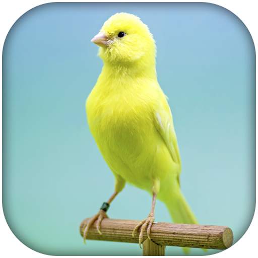 Canary Bird Sounds & Singing 1.0