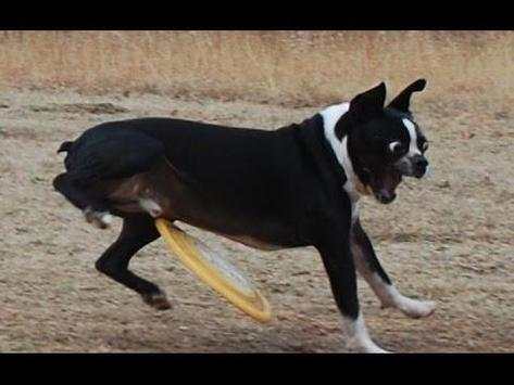 😍😀😆😄 Funny Videos 😄😆😀😍 screenshot 3
