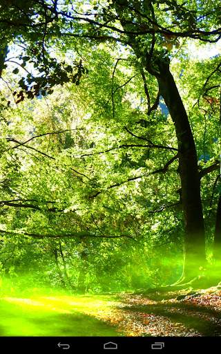 Foresta sfondo screenshot 6
