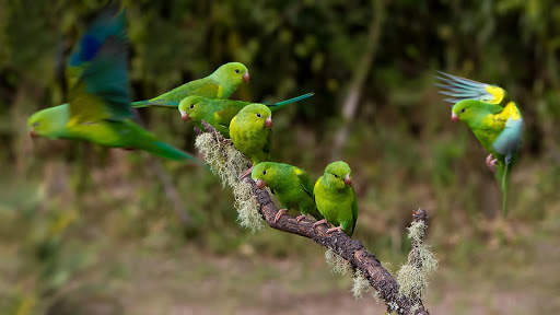 Parrots Live Wallpaper : 7fon & LWP screenshot 10