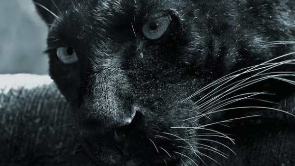 Black Panther Animal wallpaper screenshot 3