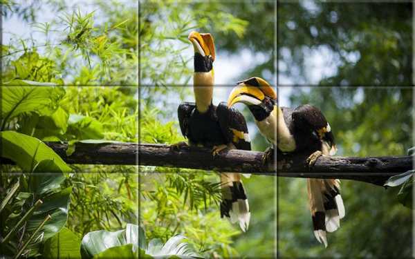 Puzzle - Birds स्क्रीनशॉट 2