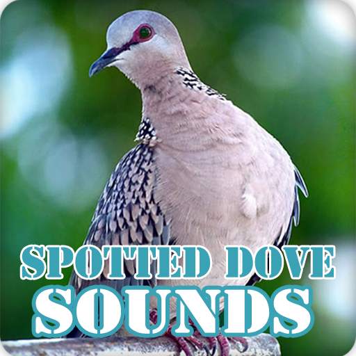 Spotted Dove Bird Sounds Collection 6.0.0