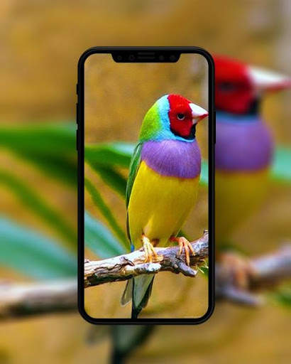 Bird Wallpapers HD स्क्रीनशॉट 3