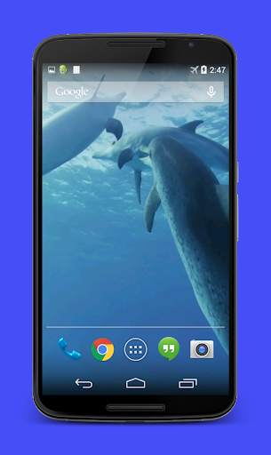 Dolphins Video Live Wallpaper screenshot 2