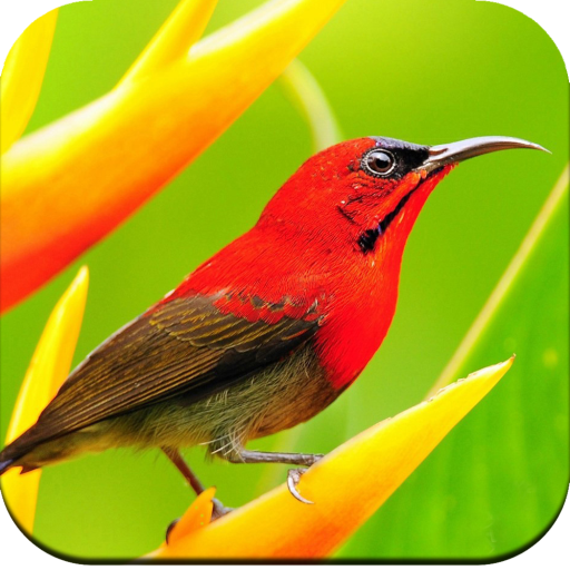 Bird Wallpaper 4K icon