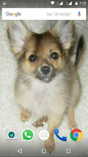 Chiwawa Dog HD Wallpaper screenshot 6