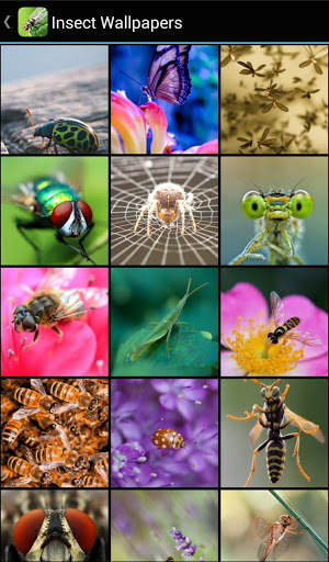 Insect Wallpapers скриншот 2