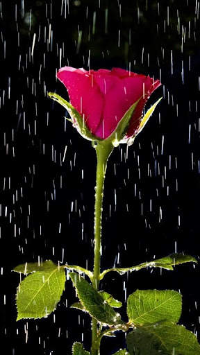 Red Rose Live Wallpaper screenshot 5