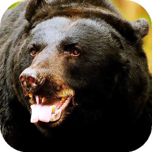 Bear Wallpapers HD & 4k Backgrounds 4.0
