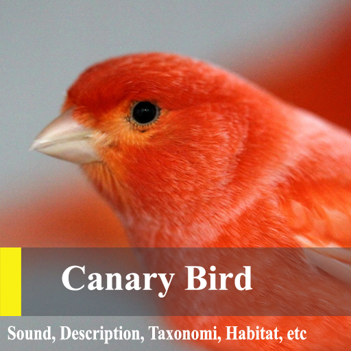 Canary Birds Master icon